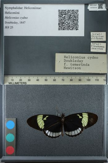 Media type: image;   Entomology 181414